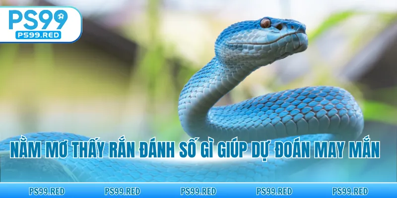 Nằm mơ thấy rắn đánh số gì giúp dự đoán may mắn