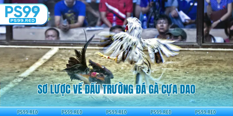 Sơ lược về đấu trường đá gà cựa dao